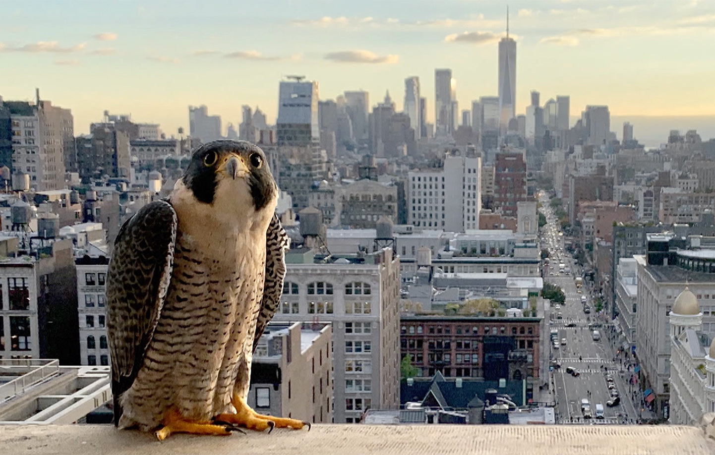 Photo of a peregrine falcon in NYC
                                           