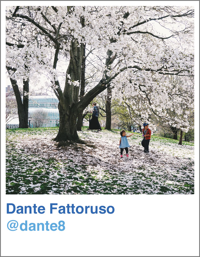 Dante Fattoruso - Queens