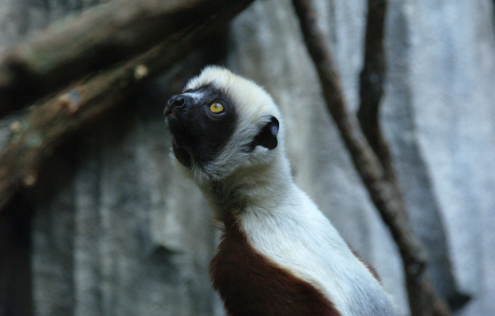  a lemur