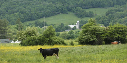 Cow grazing at Byebrook Farm in Bloomville, NY