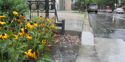 a rain garden with stormwater water