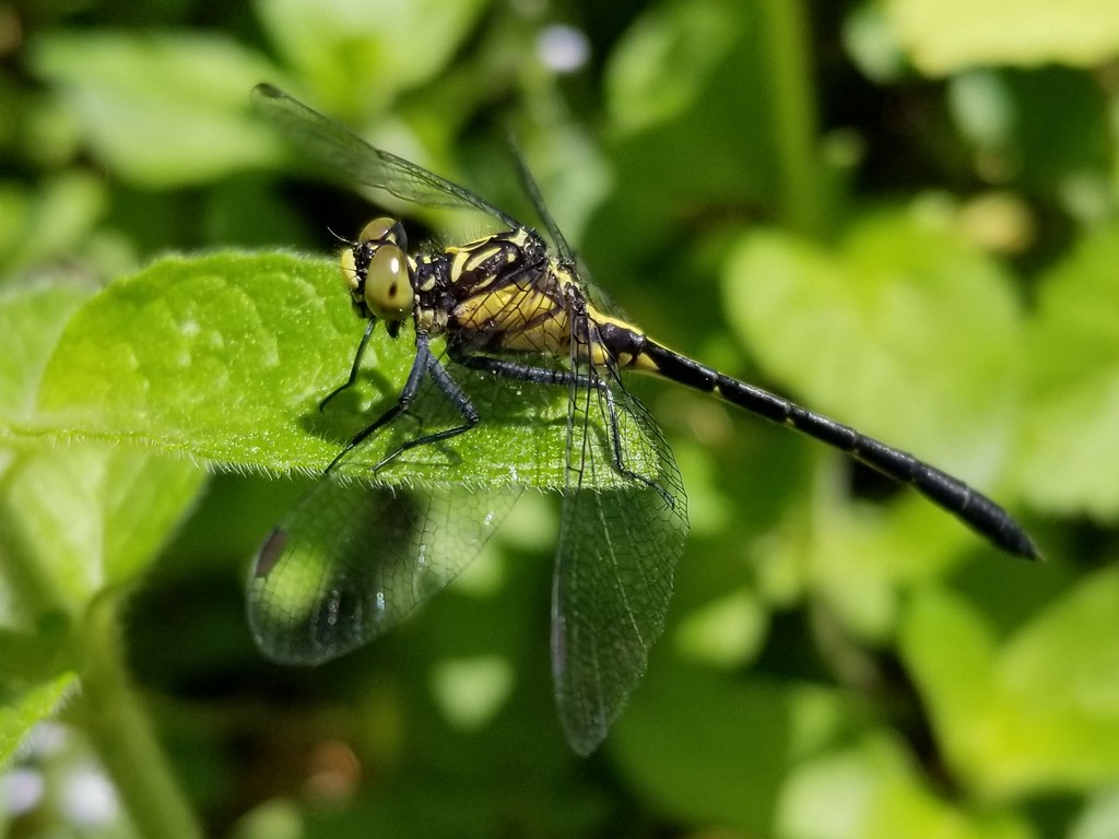 A rare dragonfly, the Southern pygmy clubtail, sits on green leaves