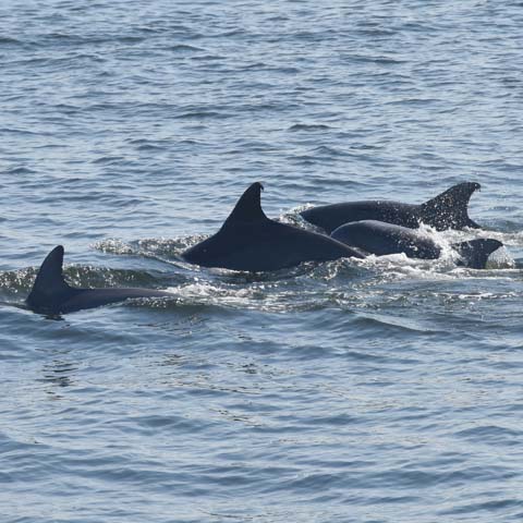 Dolphins in NY Harbor