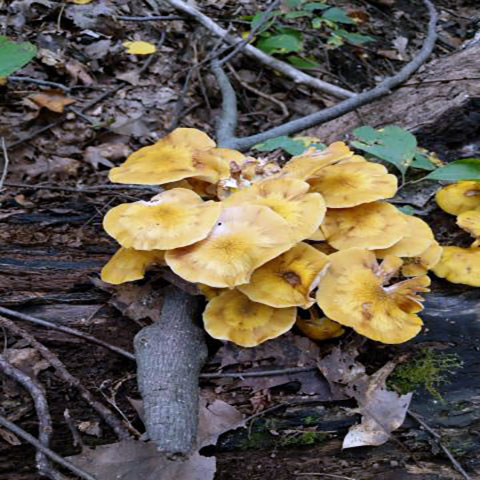 taonga mushroom meadow