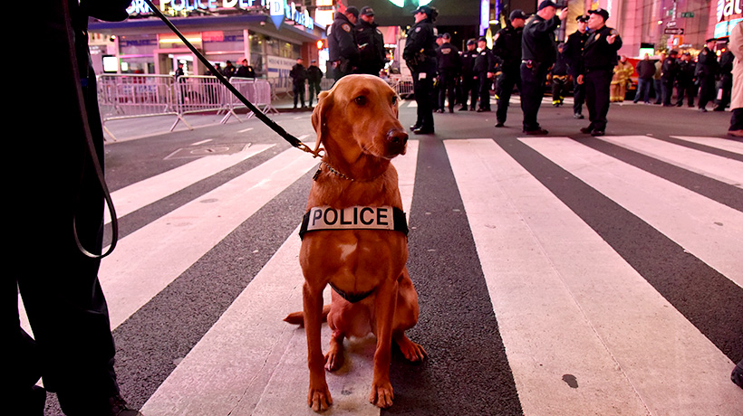 Police dog in the middle of the street at sunset in Times Square, cops gathering in the background