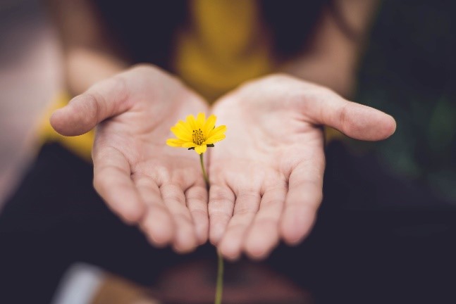 A person hands open with a yellow flower between them