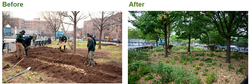 Before and after gardening in the South Pacific Playground in Brooklyn through the Community Parks Initiative.