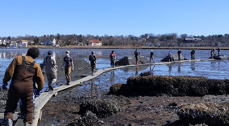 Placing new sand, planting new vegetation, and installing oyster habitat in the wetland at Alley Pond Park in Queens