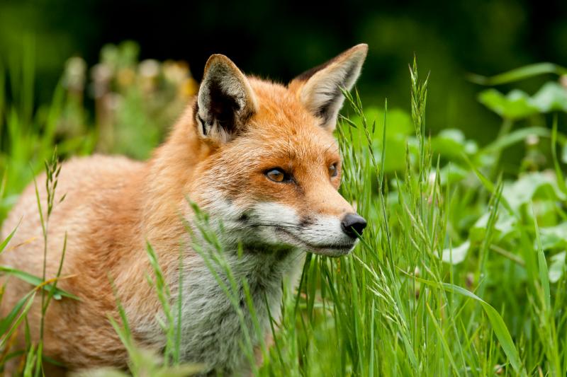 Close-up of a red fox.