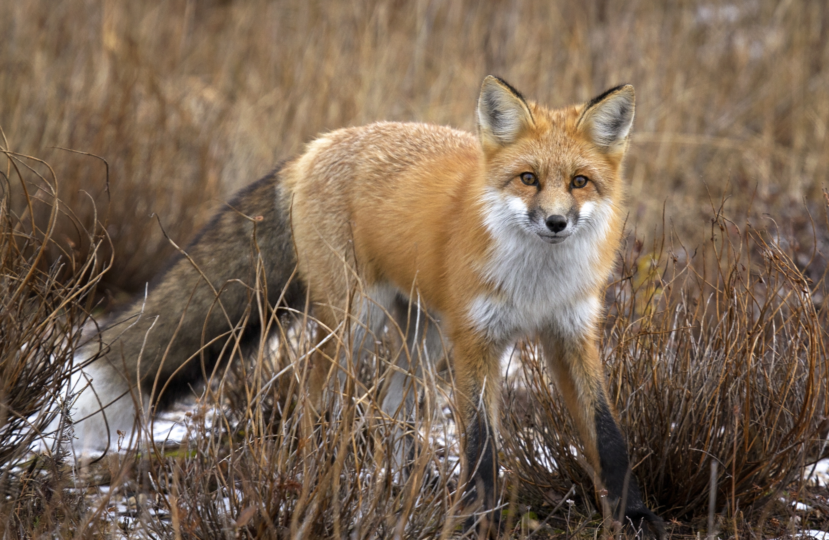 A red fox walking through a field.