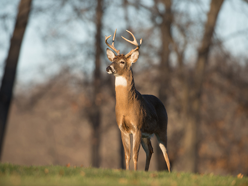Deer - WildlifeNYC