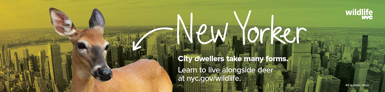 Bus Card image of a deer in front of a city skyline with text that says City dwellers take many forms. Learn to live alongside deer at nyc.gov/wildlife.