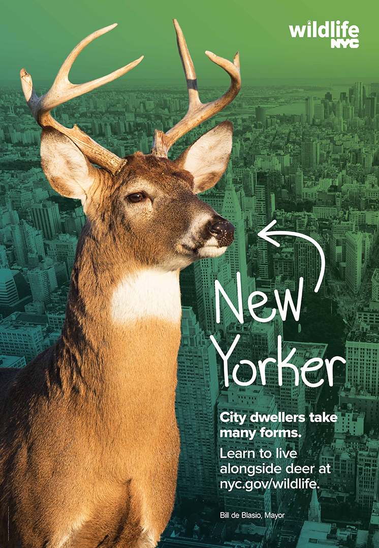 Bus Shelter ad of a deer in front of a city skyline with text that says City dwellers take many forms. Learn to live alongside deer at nyc.gov/wildlife