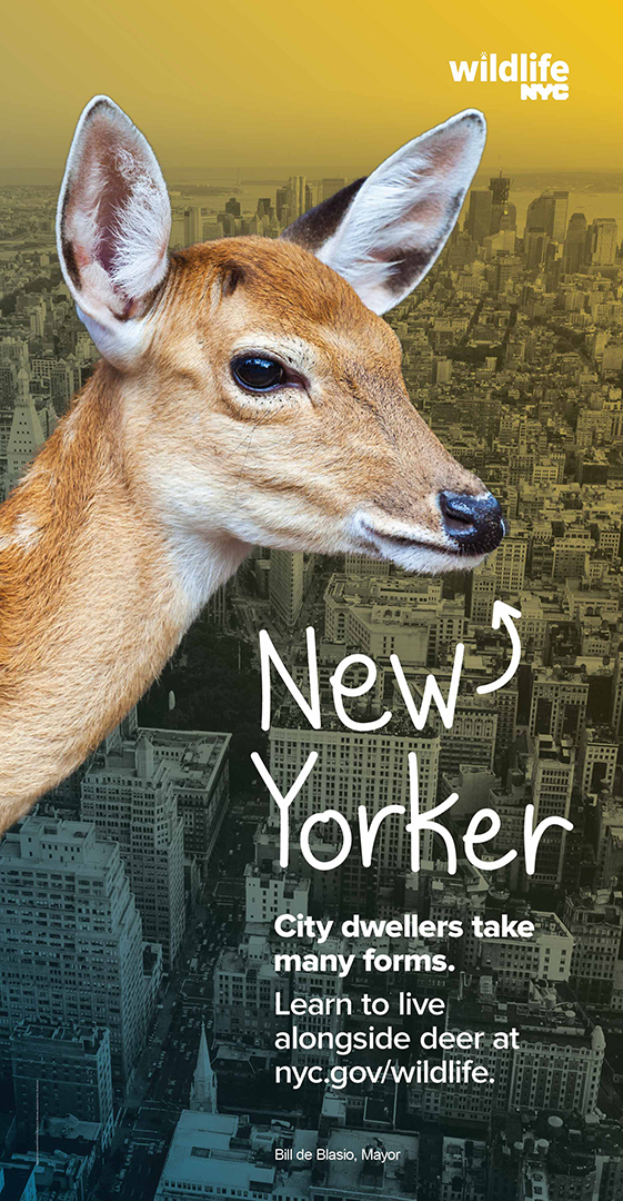 Phone Kiosk, deer in front of city skyline with text that says City dwellers take many forms. Learn to live alongside deer at nyc.gov/wildlife