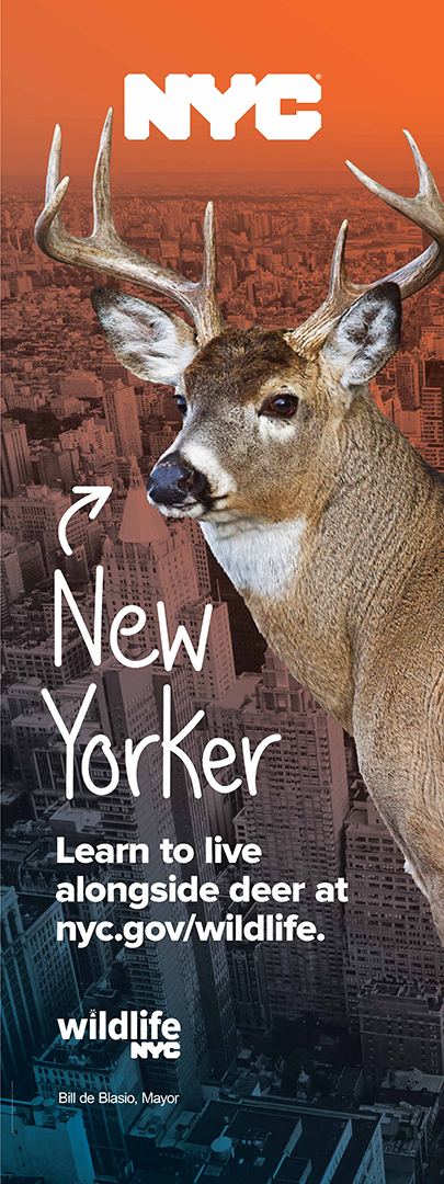 Street Pole Banner B, deer in front of city skyline with text that says learn to live alongside deer at nyc.gov/wildlife.