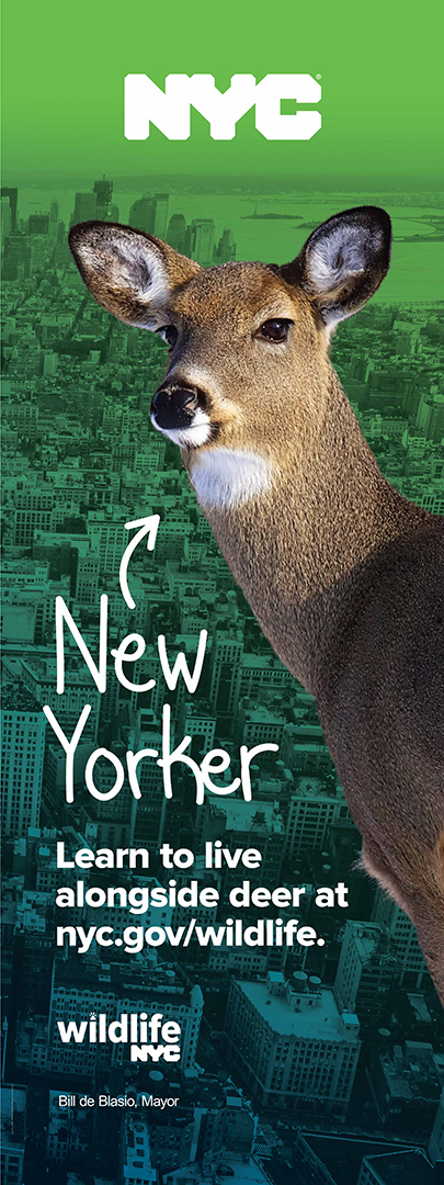 Street Pole Banner C, deer in front of city skyline with text that says learn to live alongside deer at nyc.gov/wildlife.