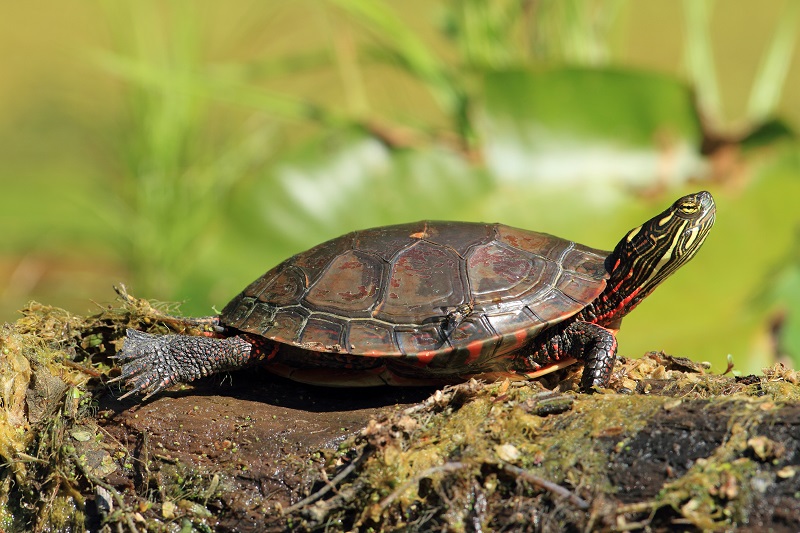 A painted turtle sunning on a rock.