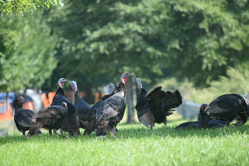 A group of wild turkeys on Staten Island