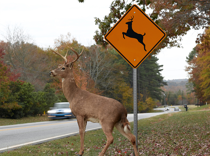 this photo shows a male deer standing in front of deer crossing traffic sign next to a road. There are cars on the road and the male deer is looking across the road.