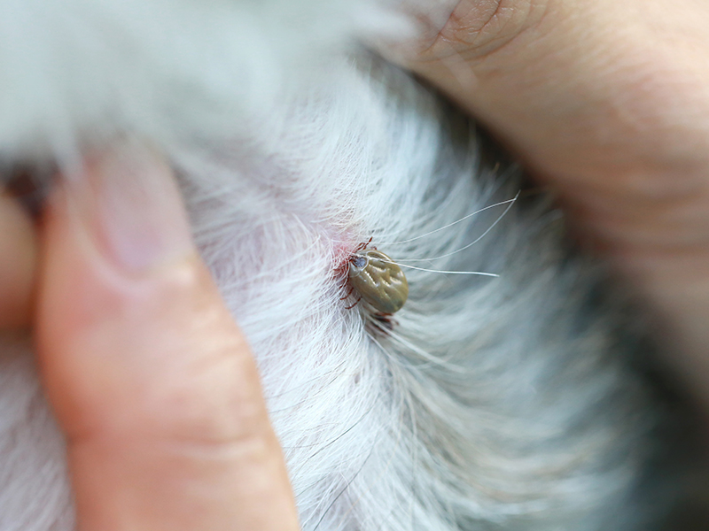 this photo shows a close up of a tick on the skin of a dog. The fur on the dog is white and the photo is framed with a close up of human hands pulling the fur back to show the tick.