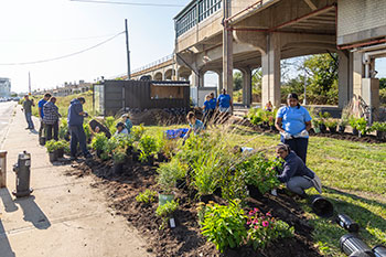 On a sunny day, volunteers plant shrubs between a green grass lawn and a sidewalk. In the background there is an elevated train structure.